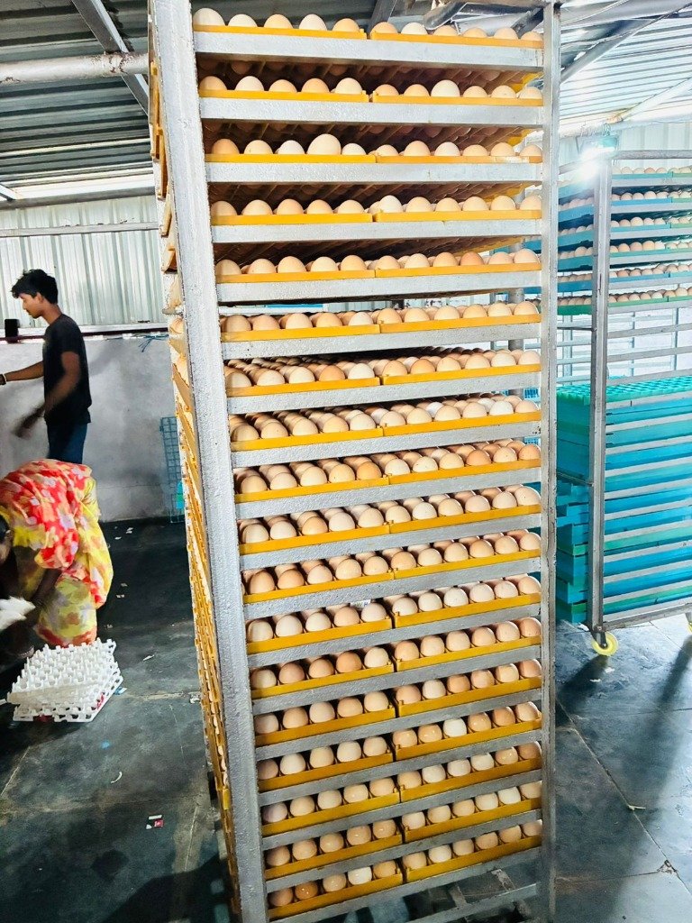 Automated Egg Collection