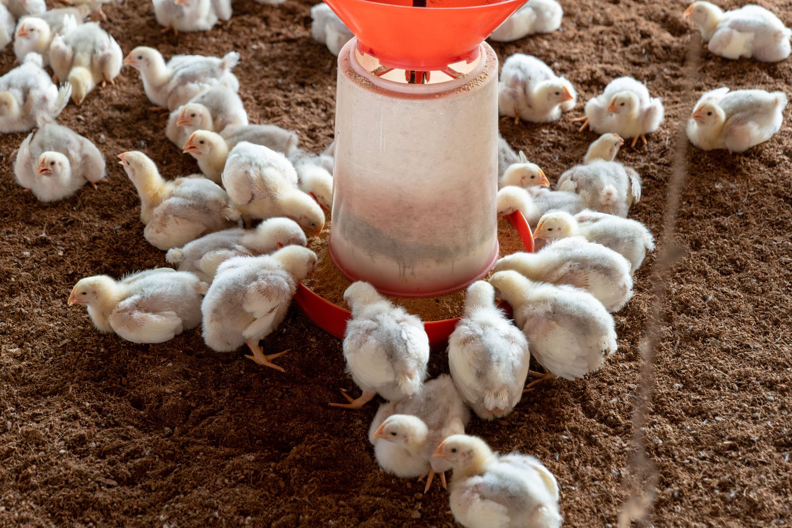 Egg Quality Sorting