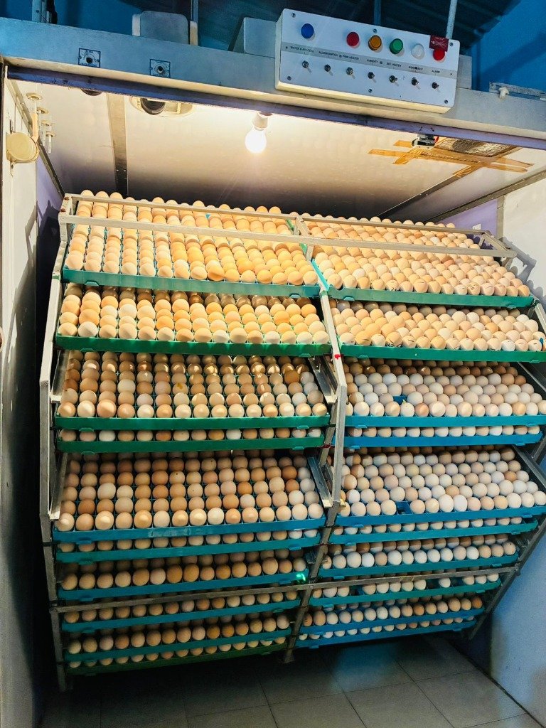 Hatchery Handling