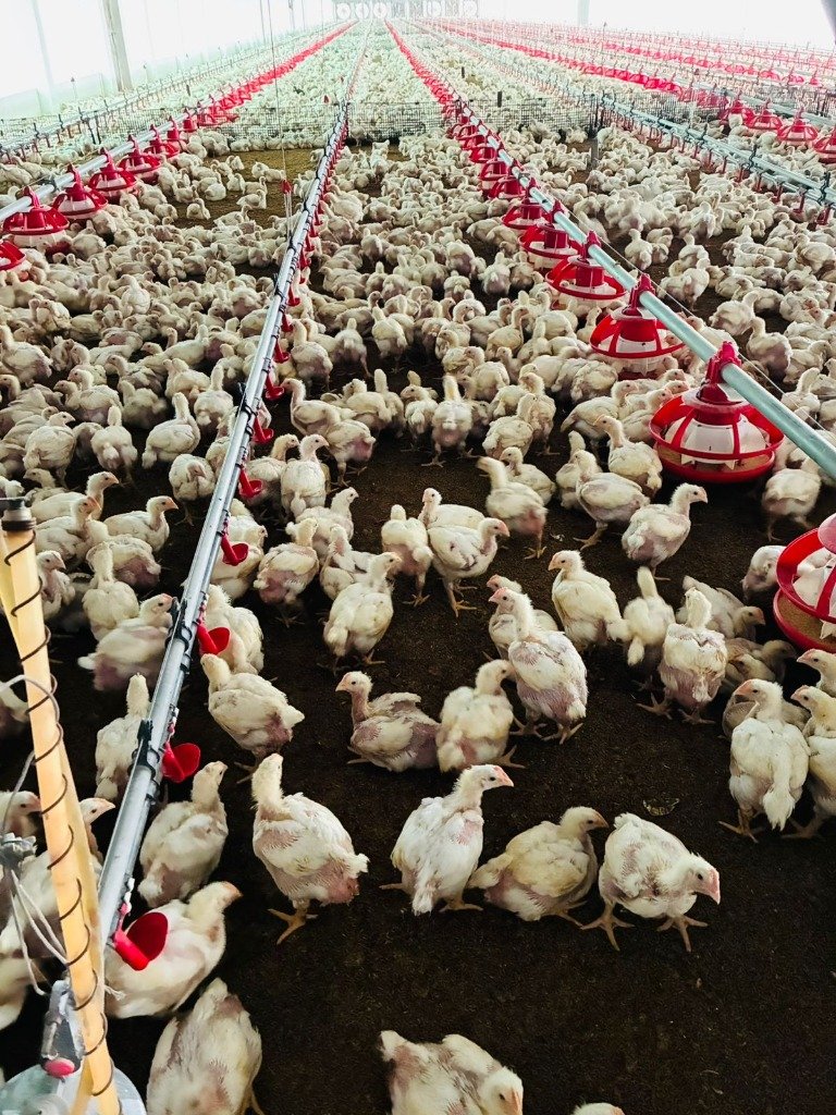 Poultry Farm Operations