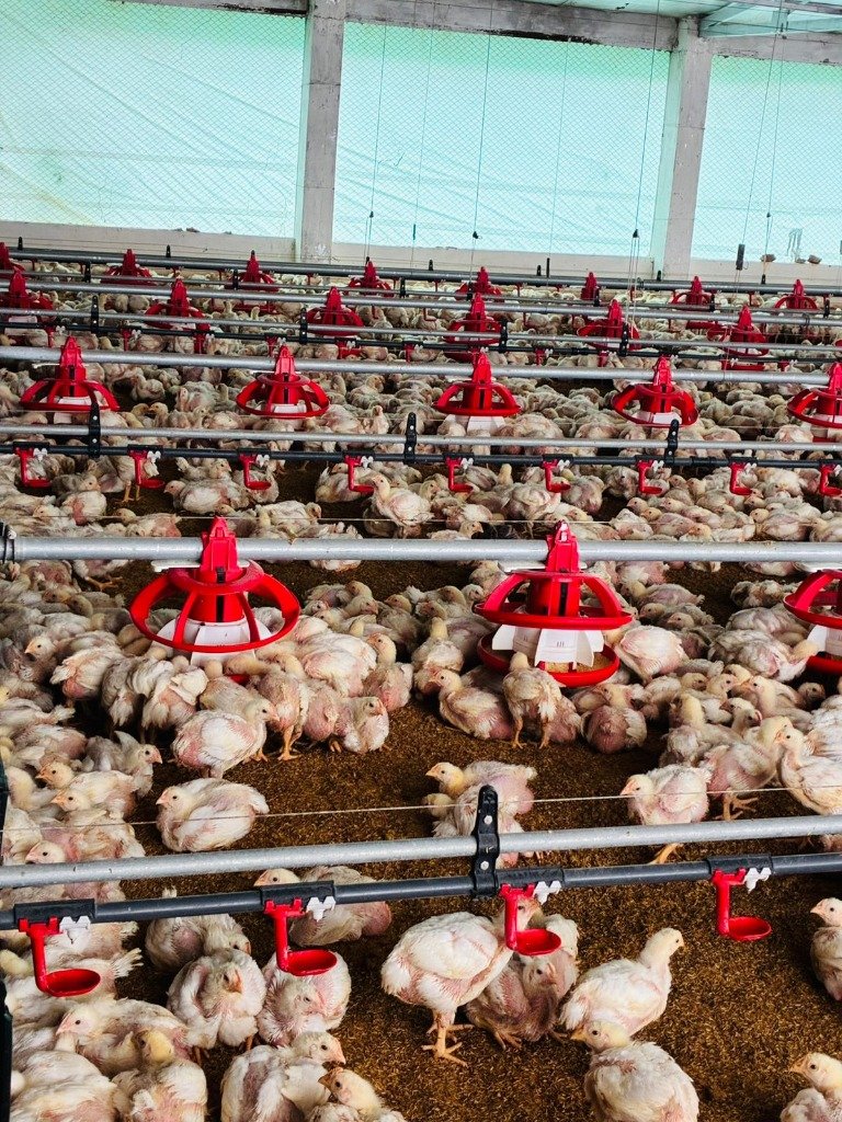 Automated Feeding System