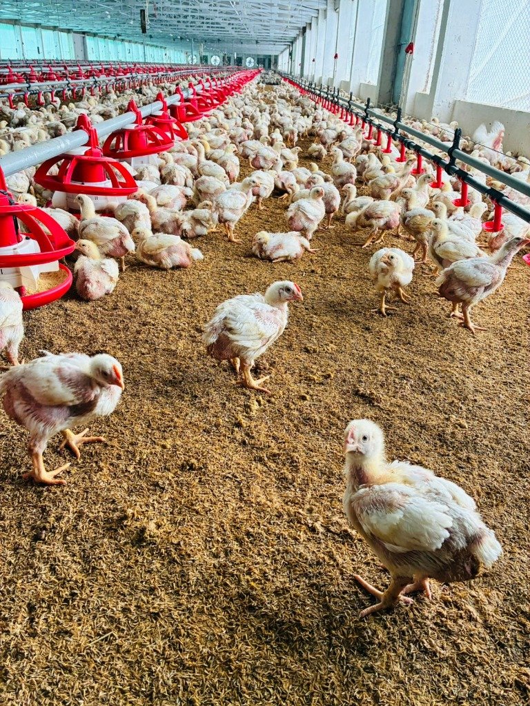 Flock Environment