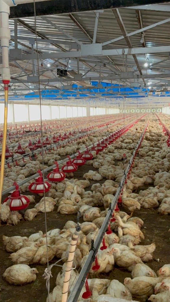 Poultry Broiler Barn
